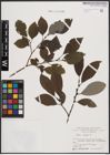 Foto von Salix caprea L.